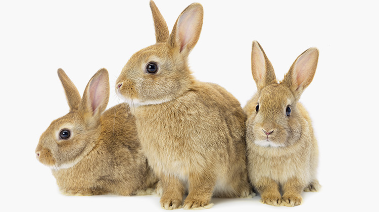 KINÉSANTÉ et KINÉSOINS labellisées PETA «&nbsp;Cruelty free&nbsp;» et «&nbsp;Cruelty free & vegan&nbsp;»